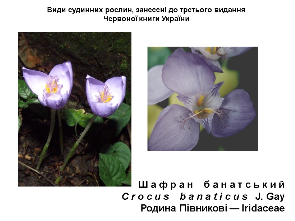 Види судинних рослин, занесені до третього видання Червоної книги України Ш а ф р